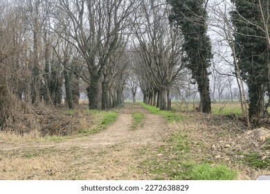 Gravel  path between and under bare trees in the italian countryside on an overcast day - Powered by Shutterstock