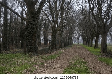 Gravel  path between and under bare trees in the italian countryside on an overcast day - Powered by Shutterstock