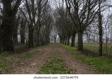 Gravel  path between and under bare trees in the italian countryside on an overcast day - Powered by Shutterstock