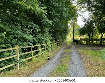 A gravel path surrounded by lush greenery leads into the distance, with a small black and white cat sitting in the middle. Wooden fences line the path on both sides in, Mirfield,  - Powered by Shutterstock