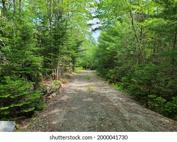 A gravel path with tire tracks worn into the trail from cars driving over the same spot. The thing road way goes through the woods covered in thick, dense foliage.