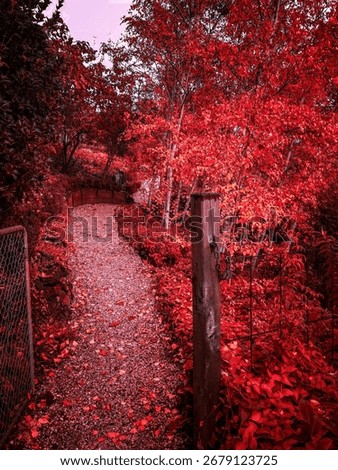 Gravel path winds through vibrant red autumn trees and fallen leaves, leading past a rustic wire gate. Warm tones and natural textures create a serene, picturesque, mystic forest scene.