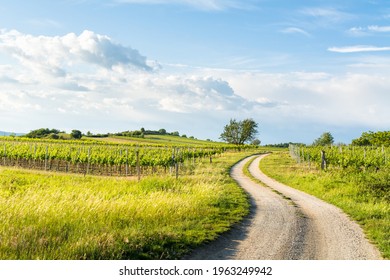 Gravel road along vineyards in burgenland