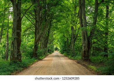 Gravel Road Among Trees On A Summer Day Near Gizycko, Masuria, Poland