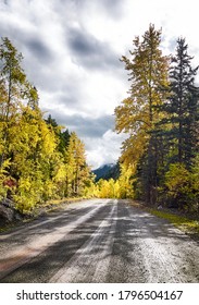 Gravel road in the autumn forest. Sunbeams over yellow trees. Backlight. Squamish-Lillooet, British Columbia, Canada. 
