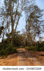 Gravel Road In Fever Tree Forest Kruger Np South Africa