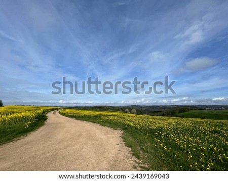 Gravel road with field of yellow flowers around Karlshausen in Germany