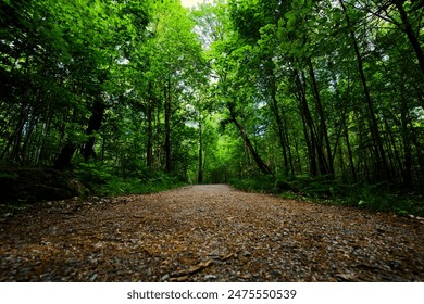 A gravel road leading through the forest