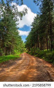 Gravel Road In Pine Tree Plantation Magoebaskloof South Africa