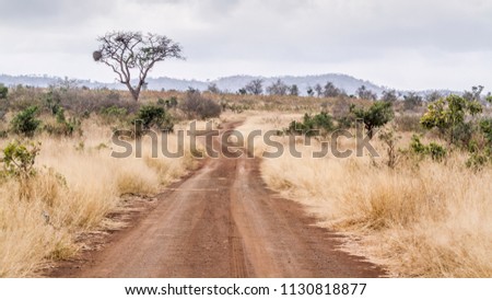Gravel road S114 in Afsaal area in Kruger National park, South Africa