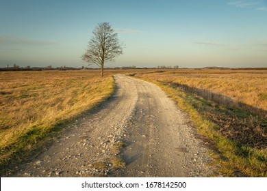 Gravel road through dry meadows, lonely tree without leaves, evening view