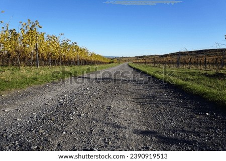 Gravel road through the vineyards in Grossau              