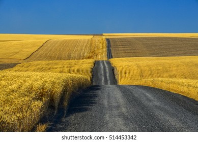 Gravel Road Through Wheat Fields In The Palouse Of Washington State