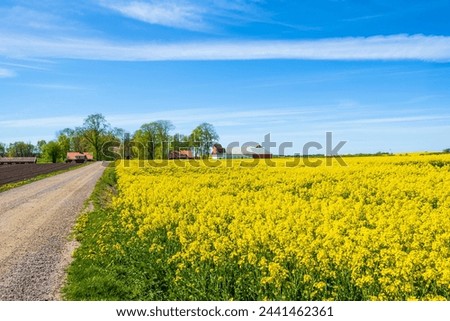Gravel road to village by a flowering rapeseed field