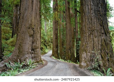 A gravel road winds through a forest of Giant redwood trees in a forest in the Redwood National and State park near Crescent City California - Powered by Shutterstock