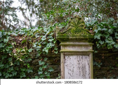 A gravestone with ivy on a former cemetery