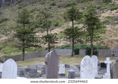 Gravestones with stand of pine trees