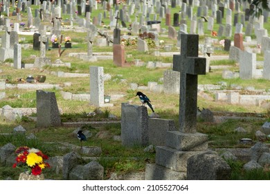 Graveyard Cemetary in Saltash, England.