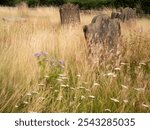 Graveyard headstones with wind blown grasses and wild flowers  