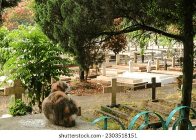 Graveyard landscape with cat model and unique view angle to shot 