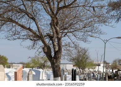 graveyard and a small tree