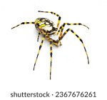 Gravid Female adult black and yellow garden spider, golden garden spider, writing, corn, McKinley orbweaver or orb weaver spider - Argiope aurantia - isolated on white background side front top view