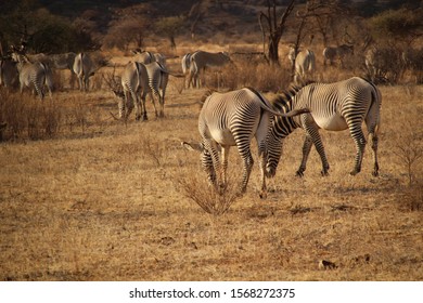 Gravy Zebra In Samburu National Reserve, Kenya