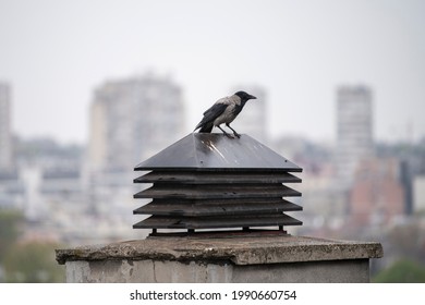 A gray adult crow with black wings standing on chimney system on flat rooftop of residential building, with cityscape in background on rainy day.Ventilation chimney with rain cap and shielding.