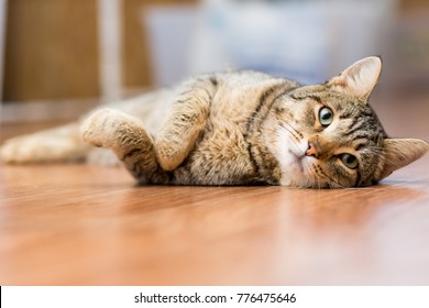 Gray adult mongrel cat lies on the floor stretching the front paws