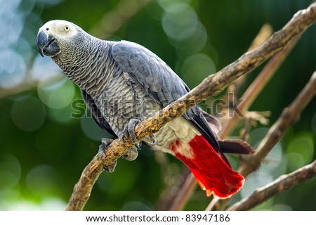 Gray African Parrot