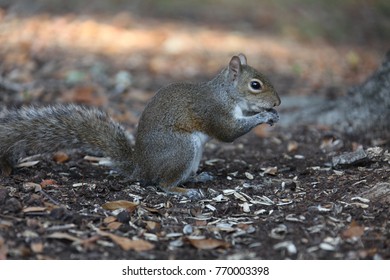 4,336 Squirrel eating acorn Images, Stock Photos & Vectors | Shutterstock