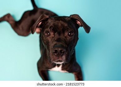 Gray American Staffordshire Terrier Mix On Studio Backdrop. Sweet Tripod Dog.