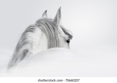 Gray Andalusian horse in a mist - Shutterstock ID 70660207