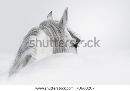 Gray Andalusian horse in a mist