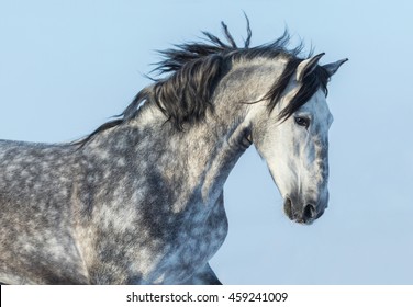 grey thoroughbred stallion