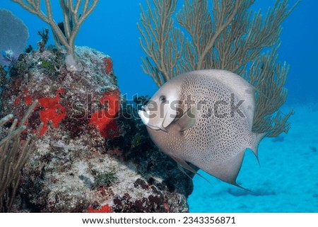 Gray angelfish in coral reef