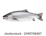 gray atlantic salmon fish on white background