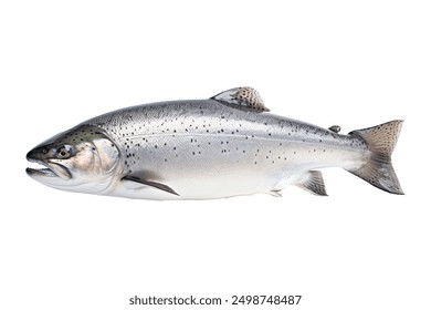 gray atlantic salmon fish on white background