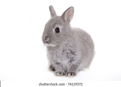 Gray Baby Bunny, Rabbit