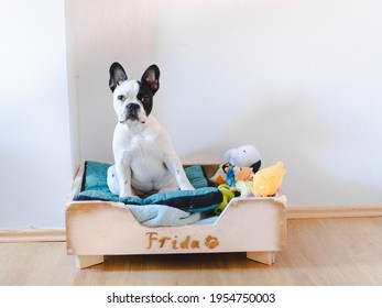 A gray bed with a young French bulldog on it. A dog that lives in a house. Gray beds and a dog on it. Black and white French Bulldog. A young female French Bulldog puppy. Home with gray bad. 