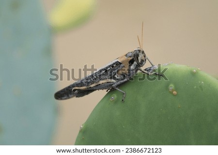 gray bird grasshopper, new mexico