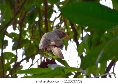 Gray Bird on Tree