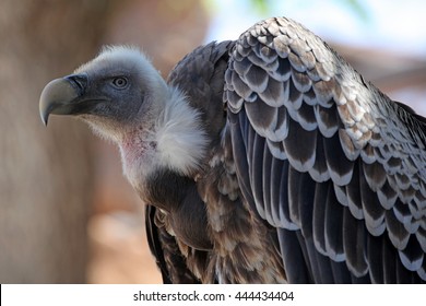 Gray Bird Vulture Closeup Background Stock Photo (Edit Now) 444434404