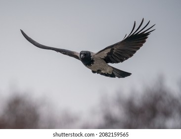 The gray black crow flies by