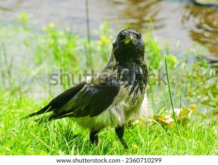 Gray and black hooded crow bird sitting in grass on green blurred background, crow closeup, crow portrait, hoodie in grass