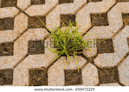 Image, Stock Photo green ways (1) Pave Furrow