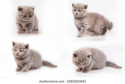 Gray British cat kitten (isolated on white) - Shutterstock ID 2283201843