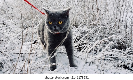 Gray British Cat On A Leash In Winter, Cat In The Snow