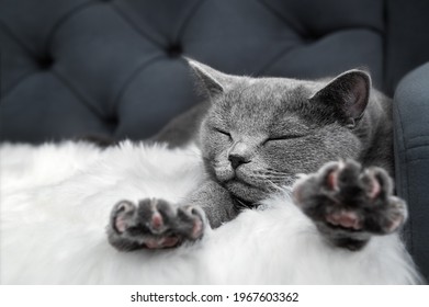 Gray british cat sleeps lying on the couch stretching its paws forward