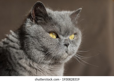 Gray British cat with yellow eyes, sunlit, looking to the side. Close-up, selective focus. - Shutterstock ID 1930828319